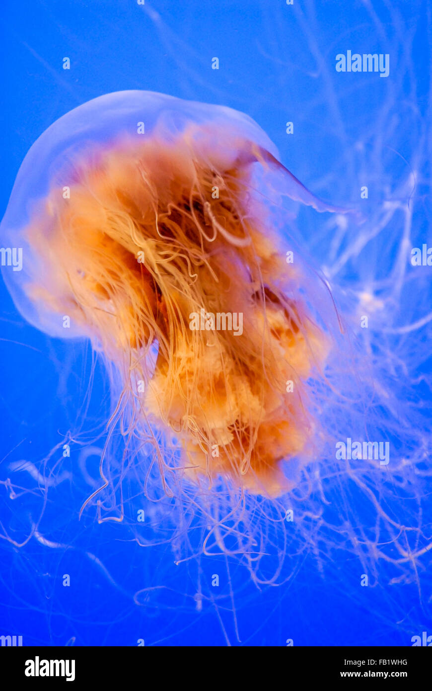 Lion's Mane en capillata cyanea (Medusa) con tentáculos tóxicos Foto de stock