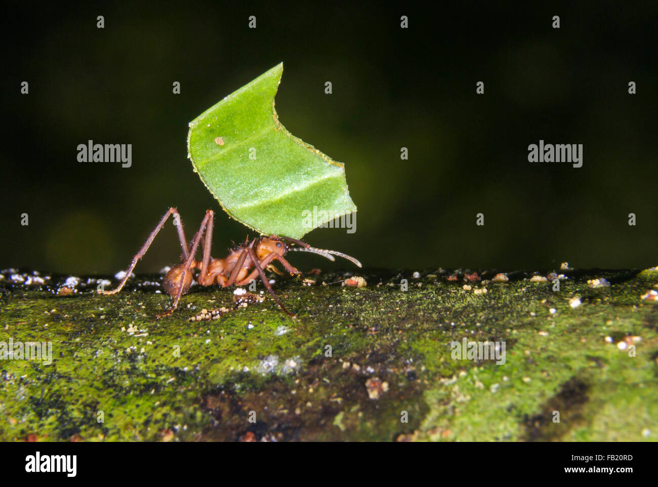 Ant (Acromyrmex octospinosus Leafcutter) llevando una hoja, Reserva Nacional Pacaya Samiria, Río Yanayacu, Amazonas, Perú Foto de stock