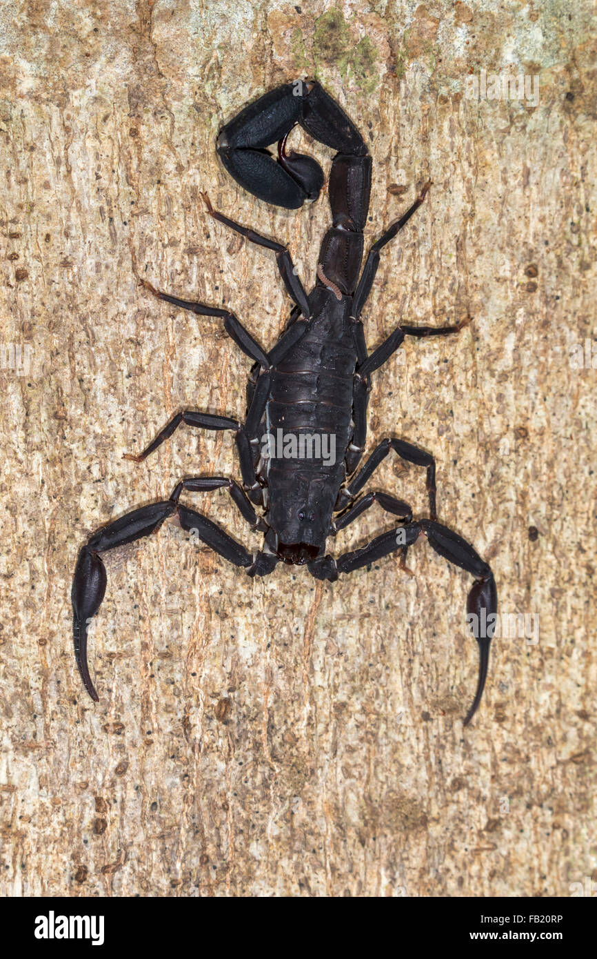 Escorpión negro peruano (Tityus asthenes) en el tronco de un árbol en la noche, Reserva Nacional Pacaya Samiria, Río Yanayacu, Perú Foto de stock