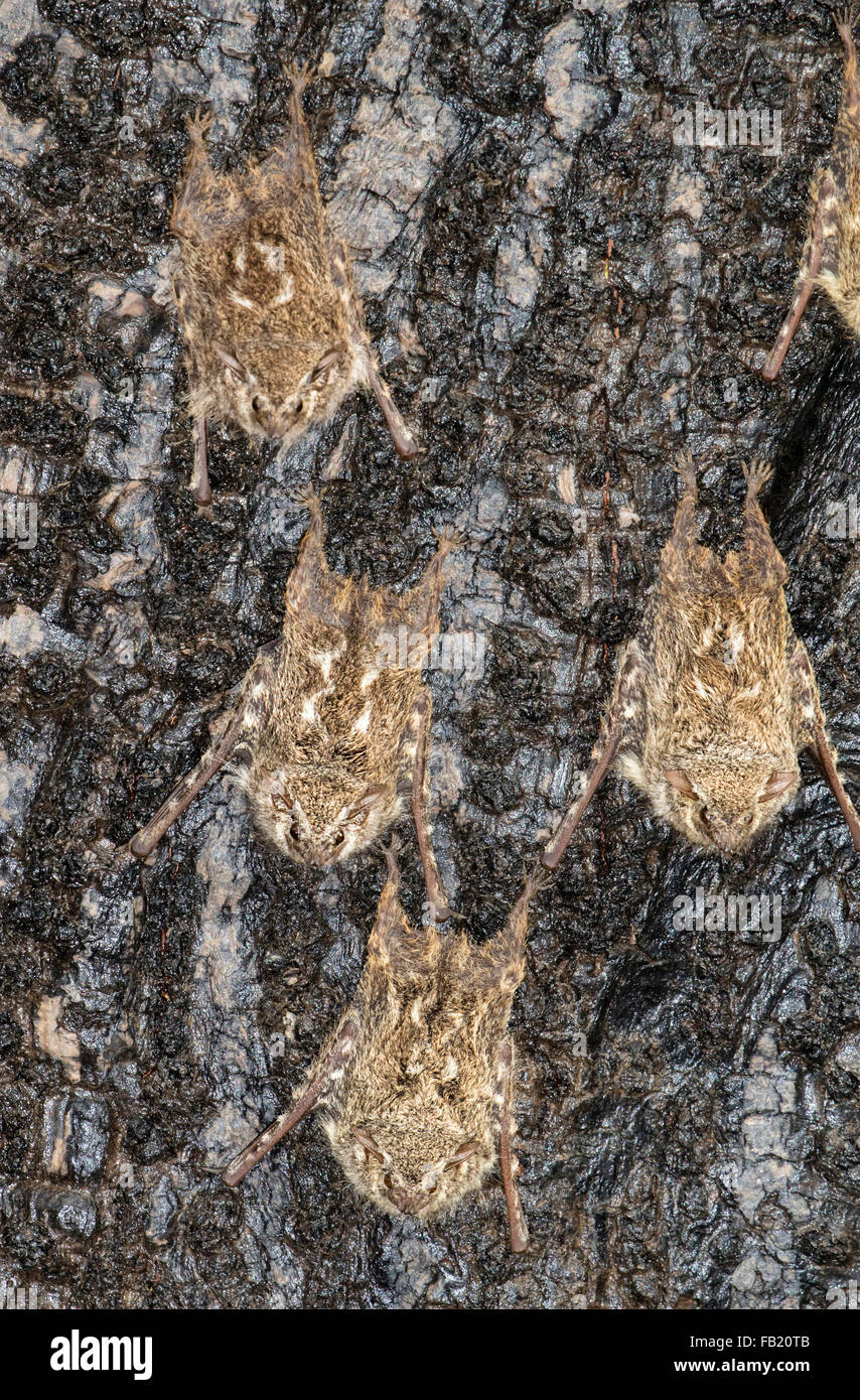 Una colonia de murciélagos (probóscide Rhynchonycteris naso) posados sobre una corteza de árbol en la selva, Reserva Nacional Pacaya Samiria, Perú Foto de stock
