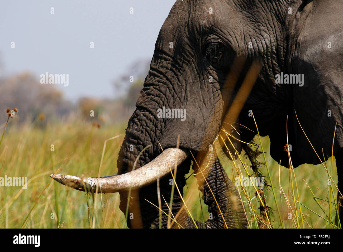 Bush africano elefantes son nuestros mayores que viven los animales