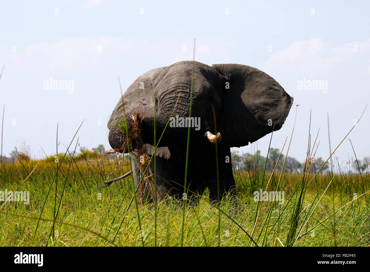 Bush africano elefantes son nuestros mayores que viven los animales