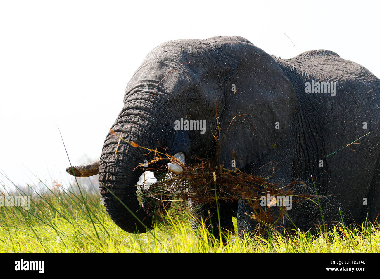Bush africano elefantes son nuestros mayores que viven los animales