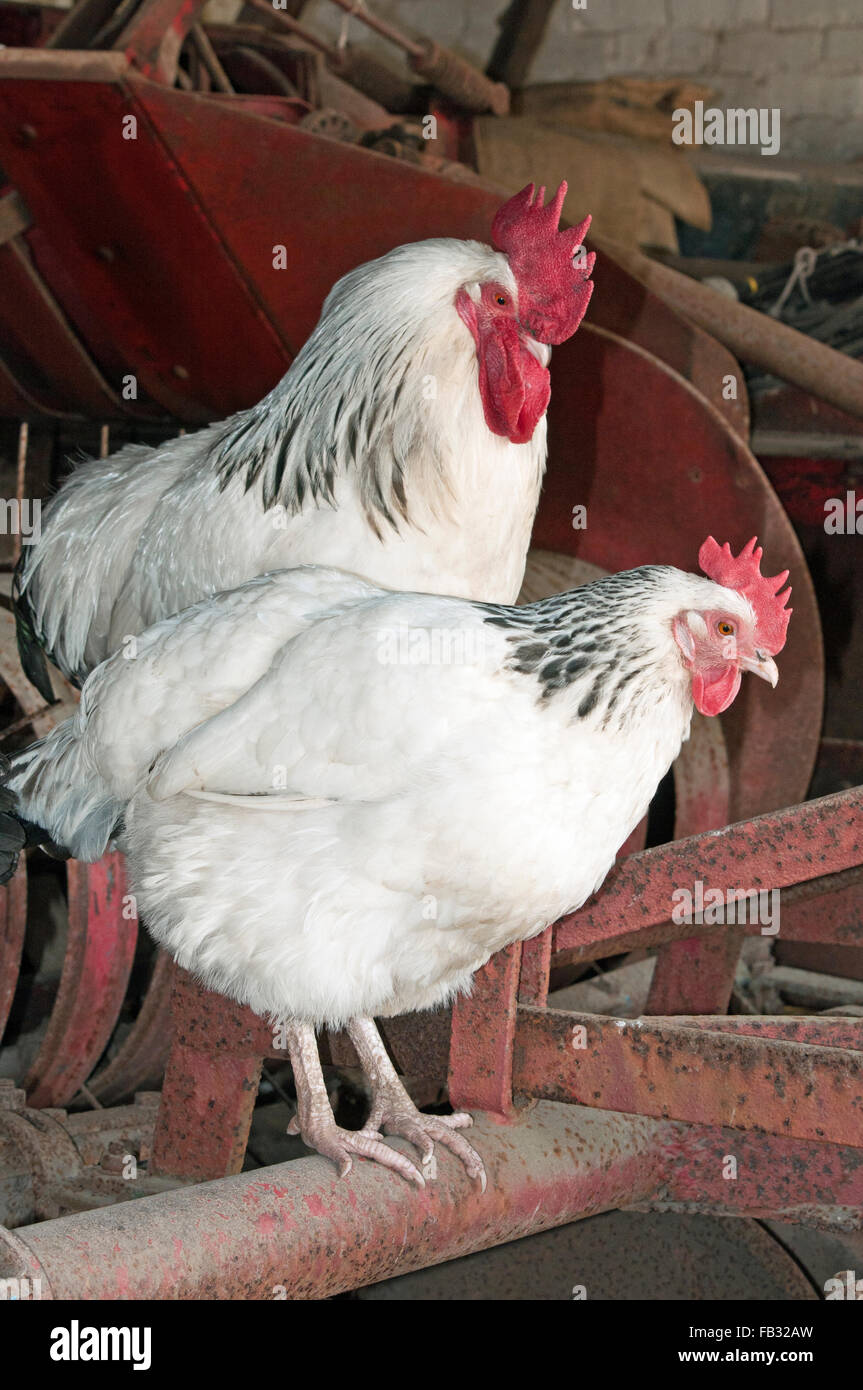 Luz Sussex Gallo y gallina en una granja Barn. Foto de stock