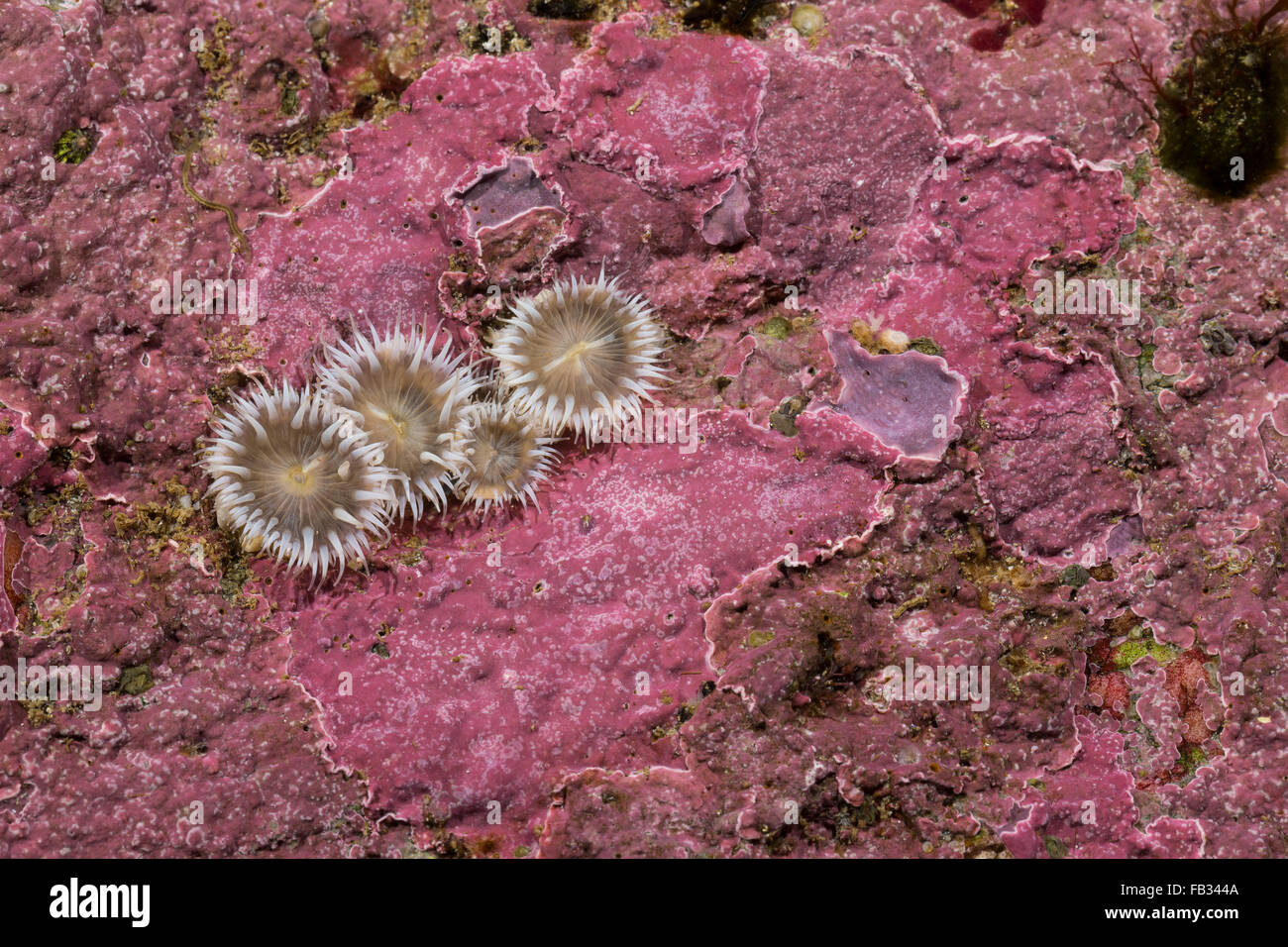 Elegante, Tangrose anémona, Sagartia elegans, Sagartia elegans var. nivea, Actinia elegans, sagartie de jarrón, Seeanemone Foto de stock