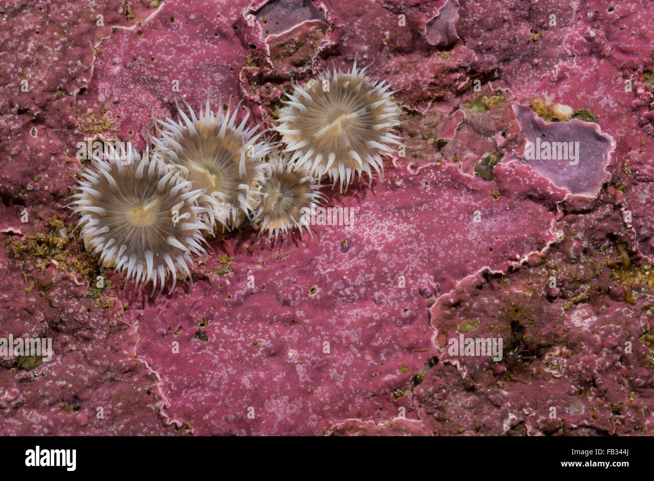 Elegante, Tangrose anémona, Sagartia elegans, Sagartia elegans var. nivea, Actinia elegans, sagartie de jarrón, Seeanemone Foto de stock