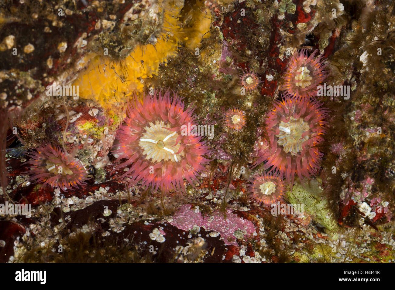 Elegante, Tangrose anémona, Sagartia elegans, Sagartia elegans var. rosea, Actinia elegans, sagartie de jarrón, Seeanemone Foto de stock