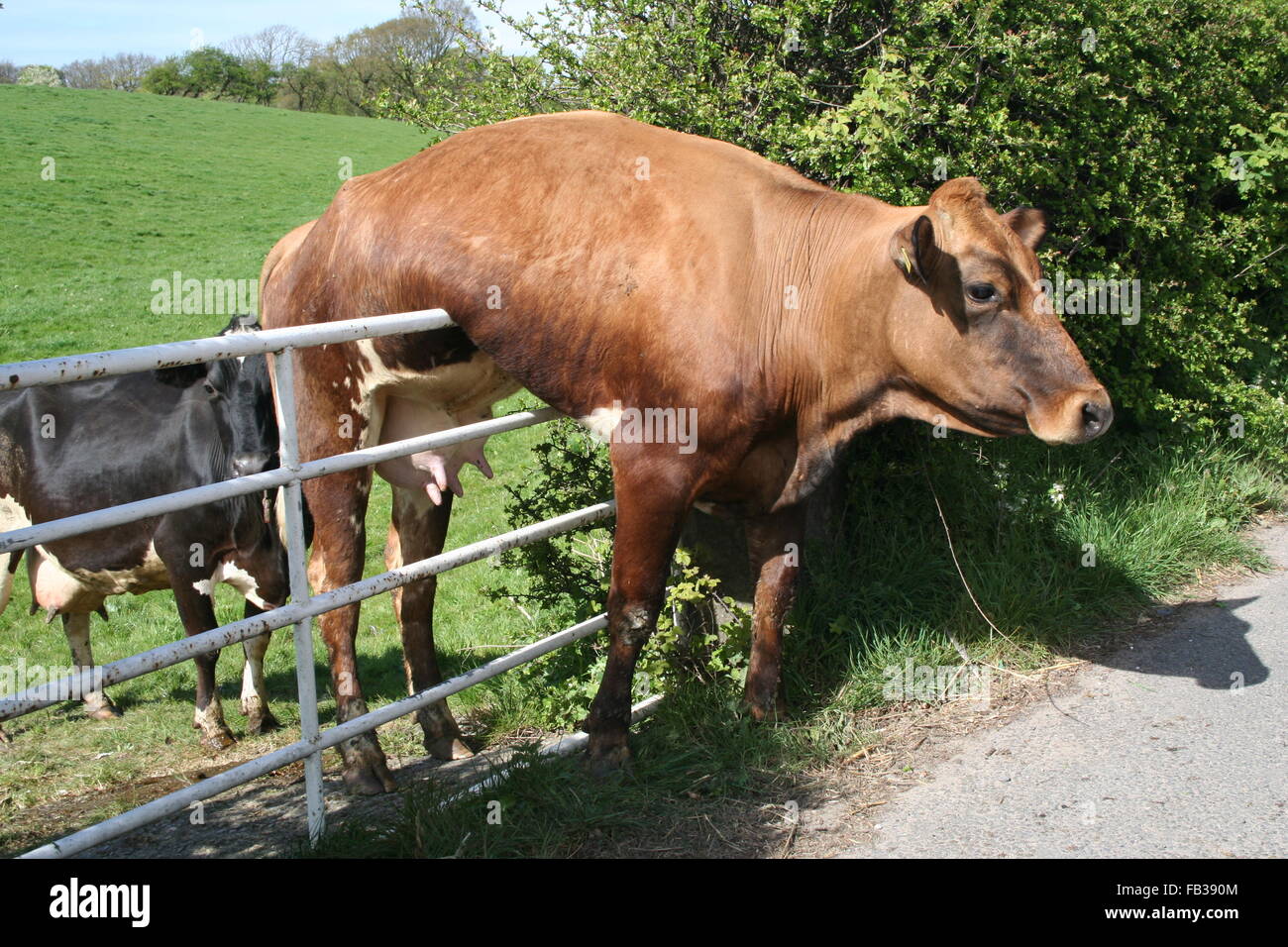 Vaca lechera y la compuerta. Foto de stock