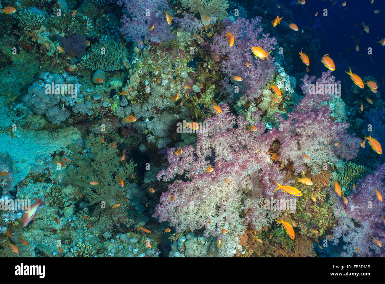 Los corales blandos, Nephtheidae Dendronephthya speciosa,, Mar Rojo, Sharm el-Sheikh, Egipto reef Foto de stock
