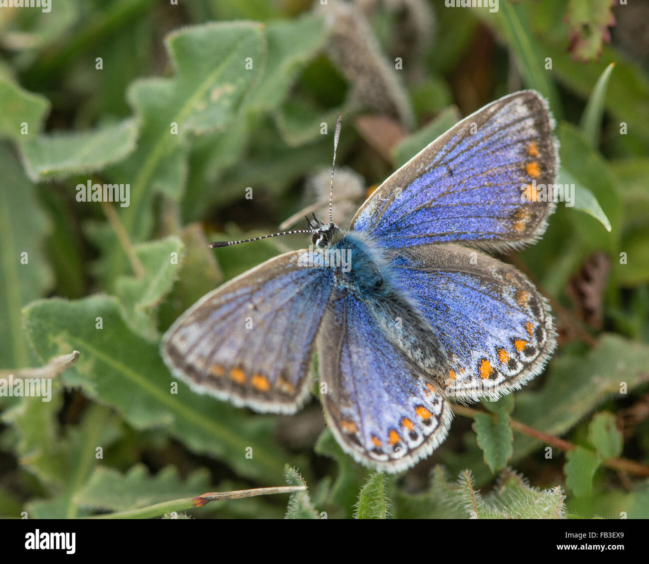Mariposa Azul común (Polyommatus icarus) hembra. Una hembra azul inusual en la familia Lycaenidae, con la cara dorsal de las alas Foto de stock