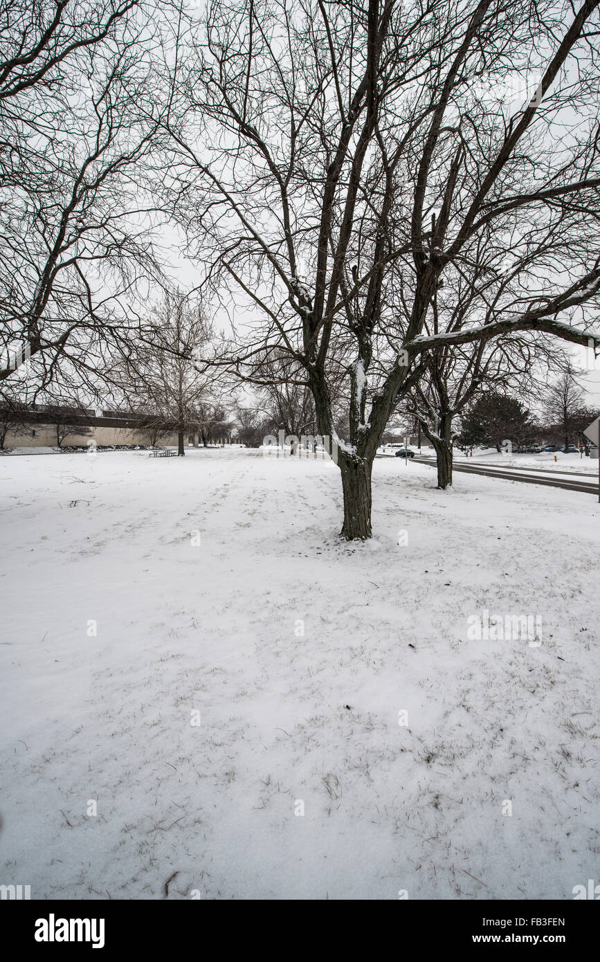 Deshojado aislados de árboles entre ligera nieve en invierno Foto de stock