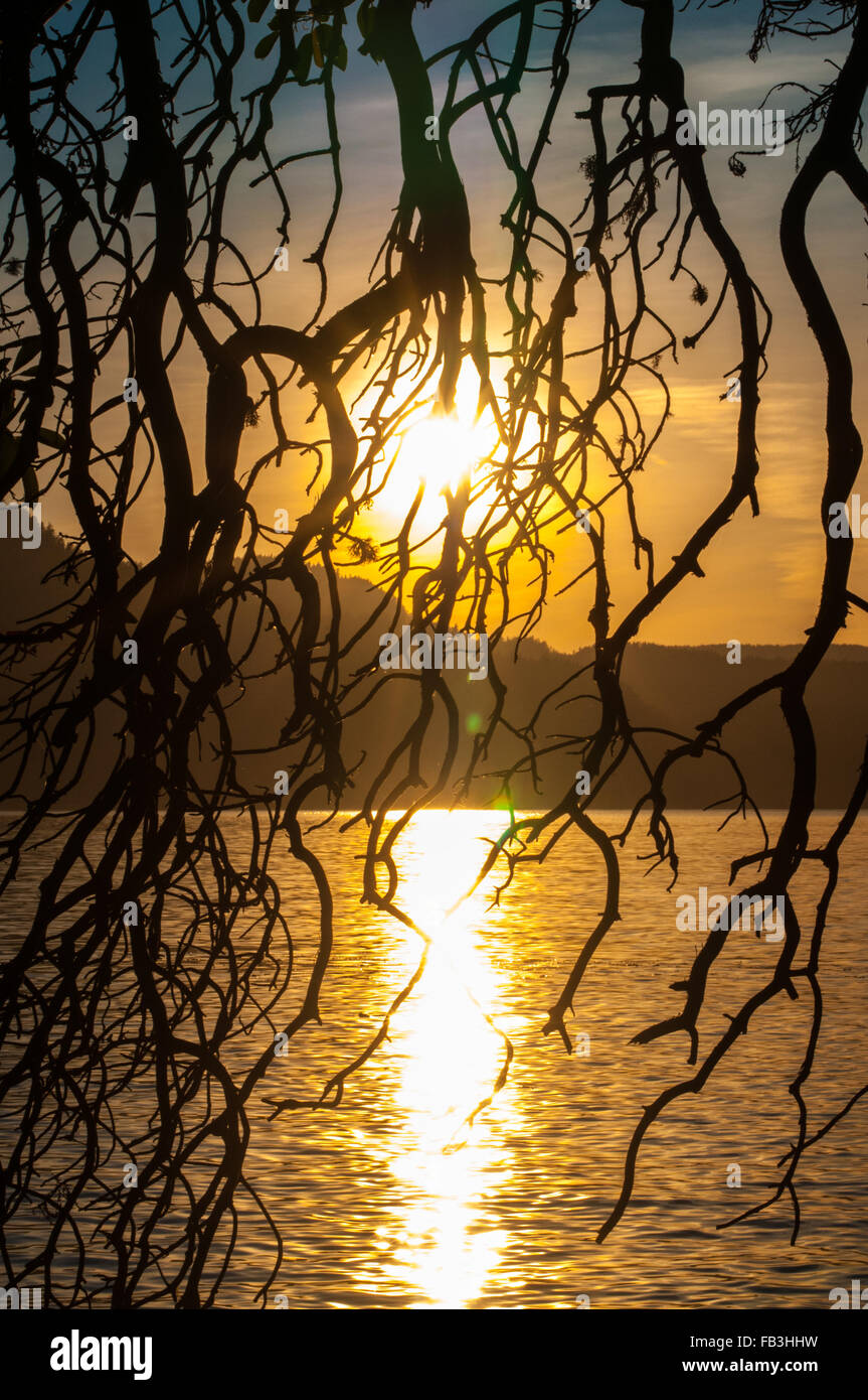 Las ramas colgantes de un árbol son siluetas contra la puesta de sol y las islas de San Juan. Foto de stock