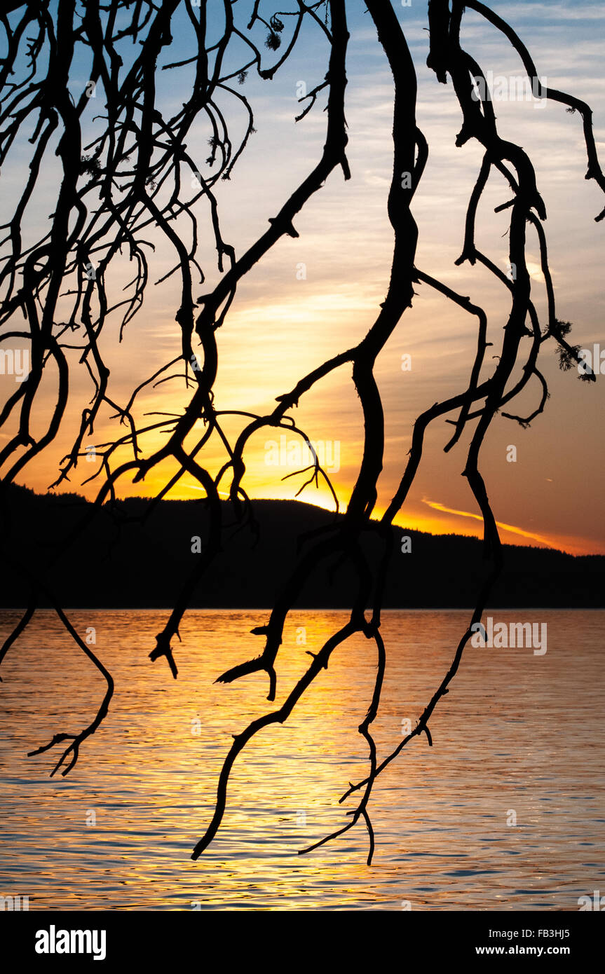 Las ramas colgantes de un árbol son siluetas contra la puesta de sol y las islas de San Juan. Foto de stock