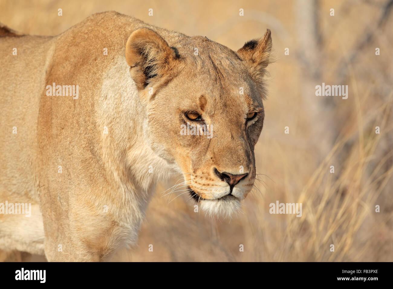 Retrato de una mujer león africano (Panthera leo), el Parque Nacional de Etosha, Namibia Foto de stock