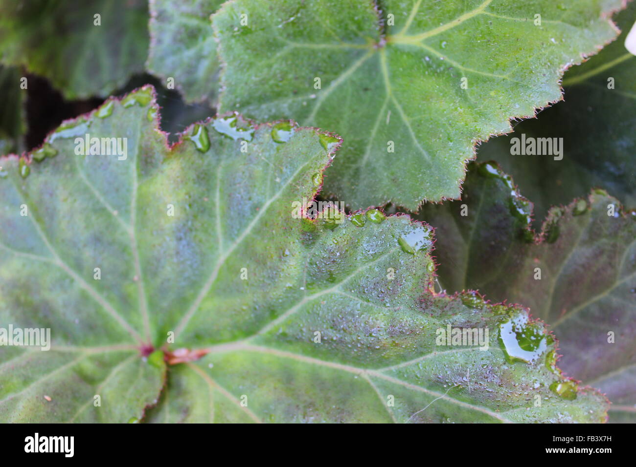 Begonia gotas de agua Fotografía de stock - Alamy