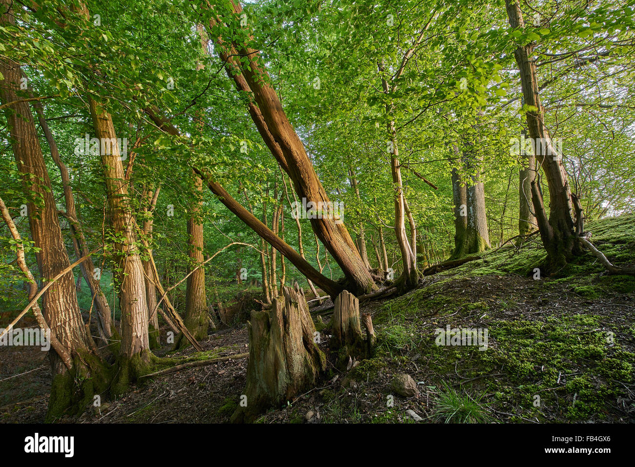 Bosques milenarios en una tarde de primavera Foto de stock