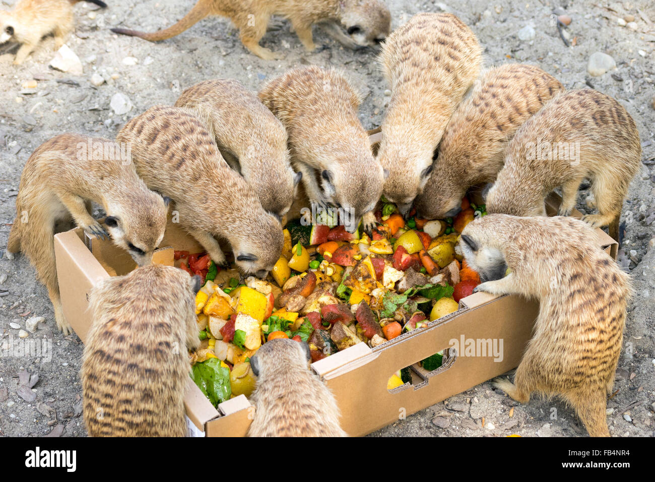 Meerkats comer fruta en la alimentación de grupos Fotografía de stock