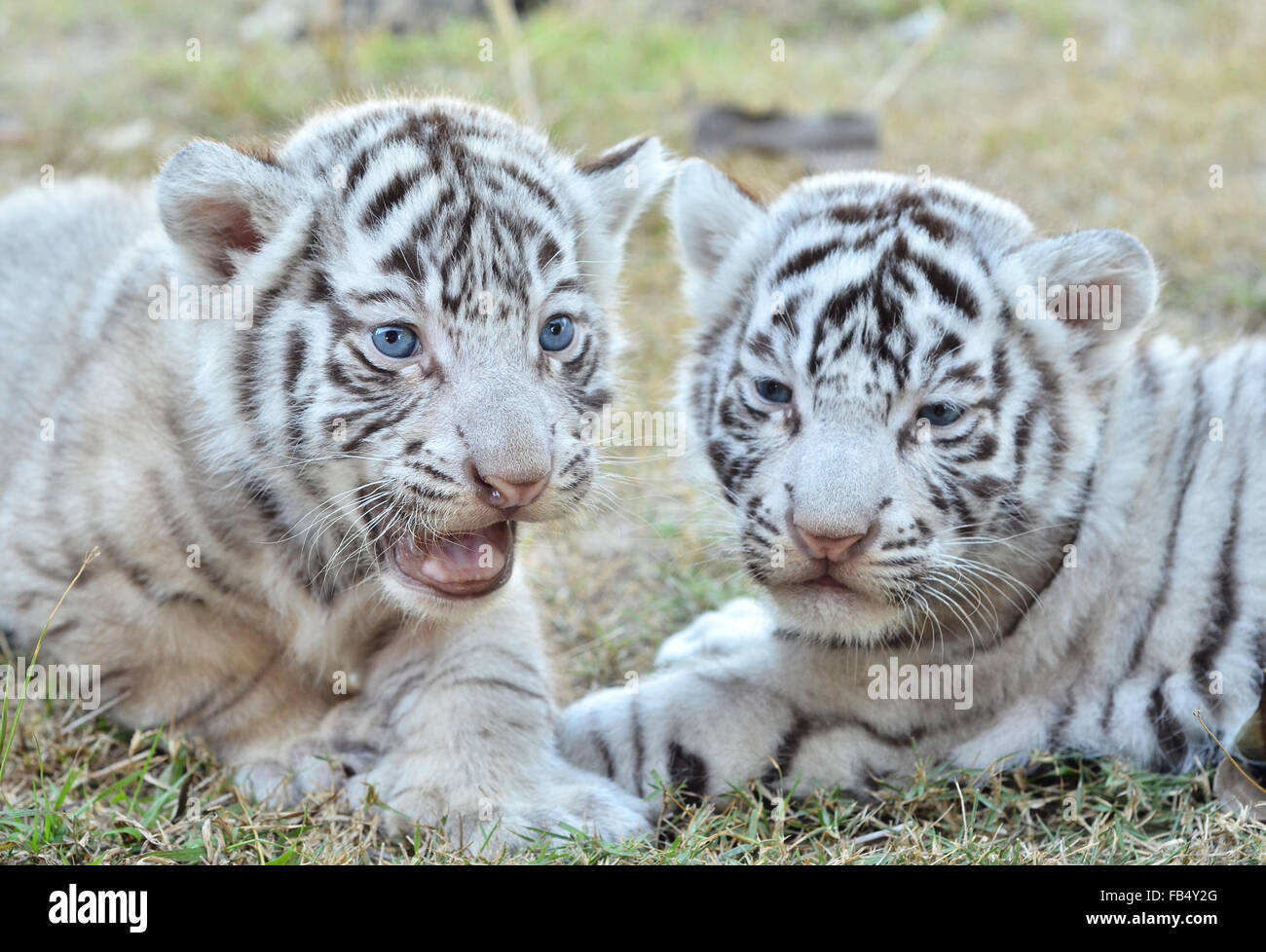 Tigre Blanco En El Zoologico De Bebe Fotografia De Stock Alamy