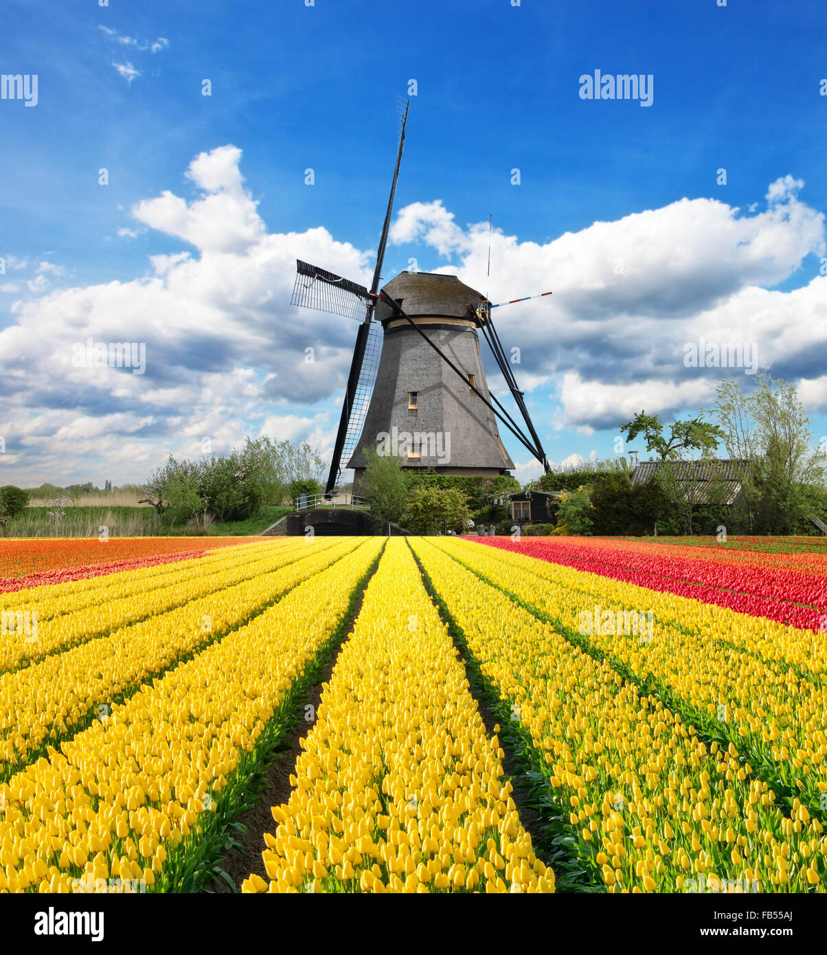 Tulipanes vibrante campo con molino de viento holandés Foto de stock