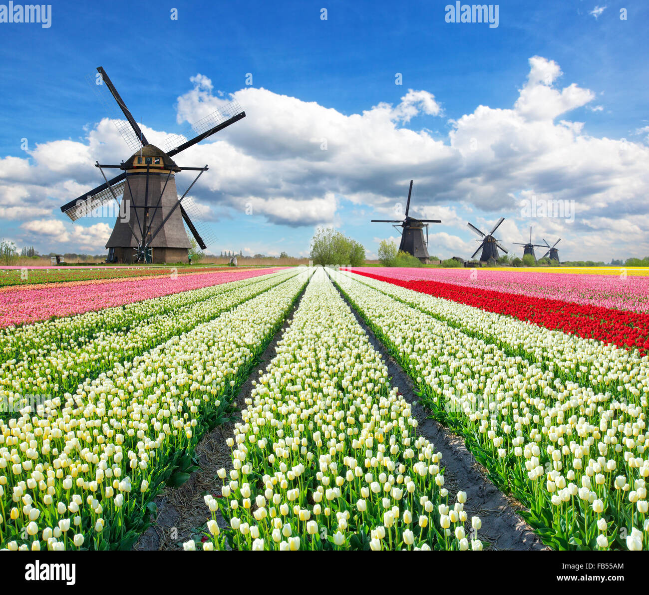 Tulipanes vibrante campo con molinos holandeses Foto de stock