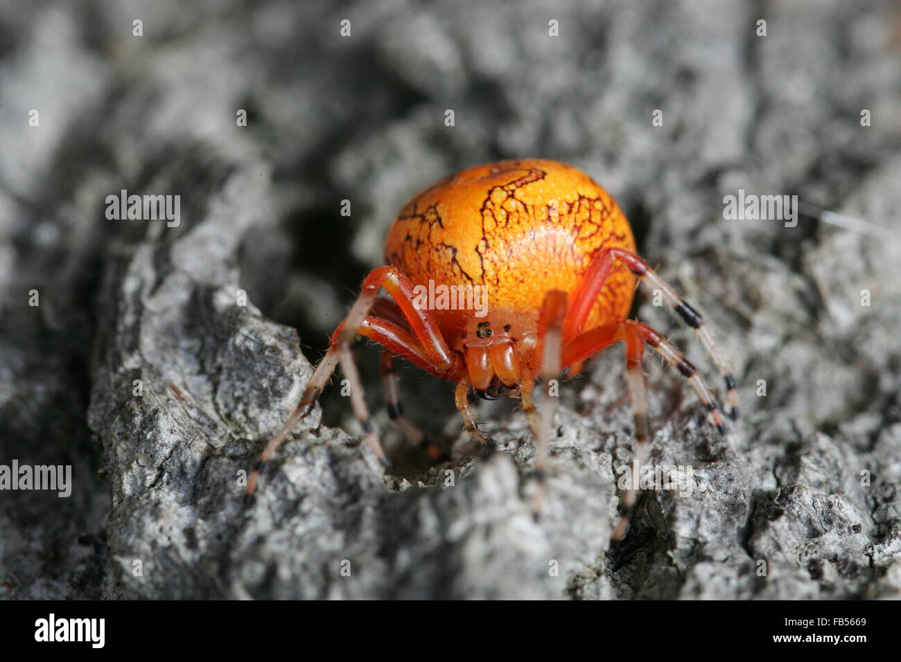 Calabaza naranja o araña araña tejedora Orb de mármol Foto de stock