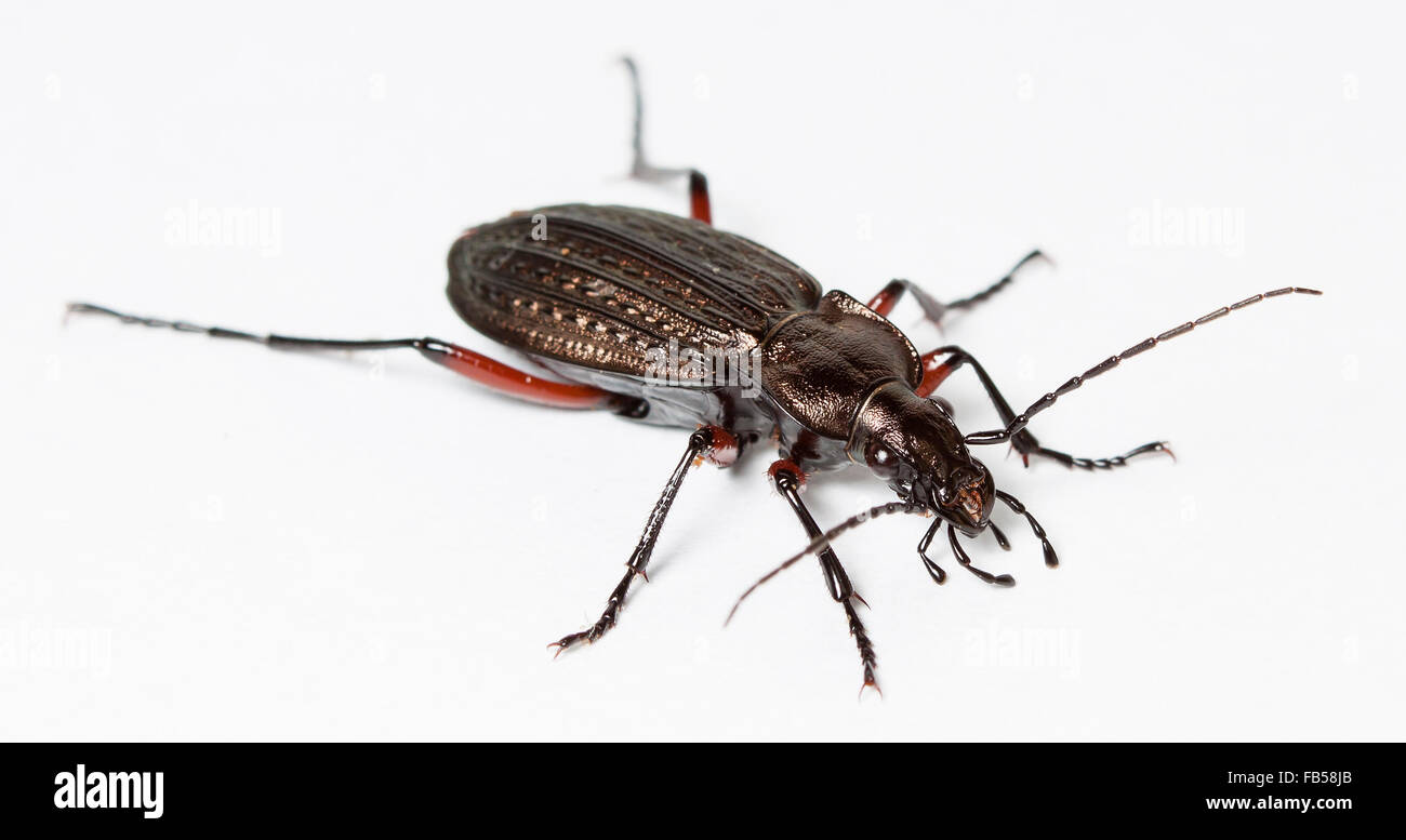 Escarabajo de tierra viva Foto de stock