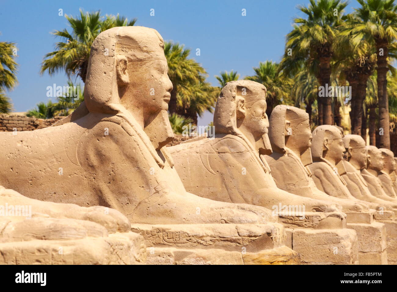Avenida de esfinges en templo de Luxor, Luxor, Egipto Foto de stock