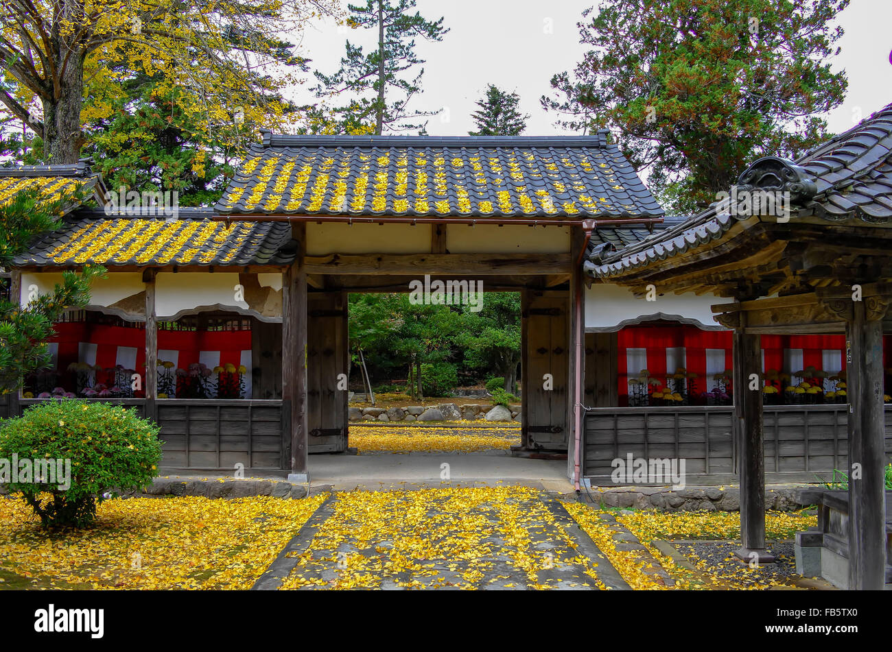 Templo japonés en el otoño/ otoño con hojas amarillas Foto de stock