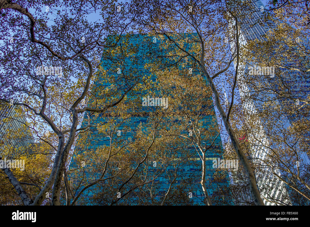 Los edificios altos, los rascacielos de Manhattan, en Nueva York, con árboles en el sol de invierno Foto de stock