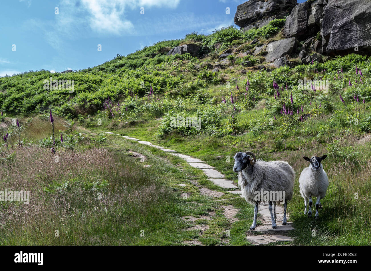 Ovejas en las laderas de las montañas cerca de Leeds, Reino Unido Foto de stock