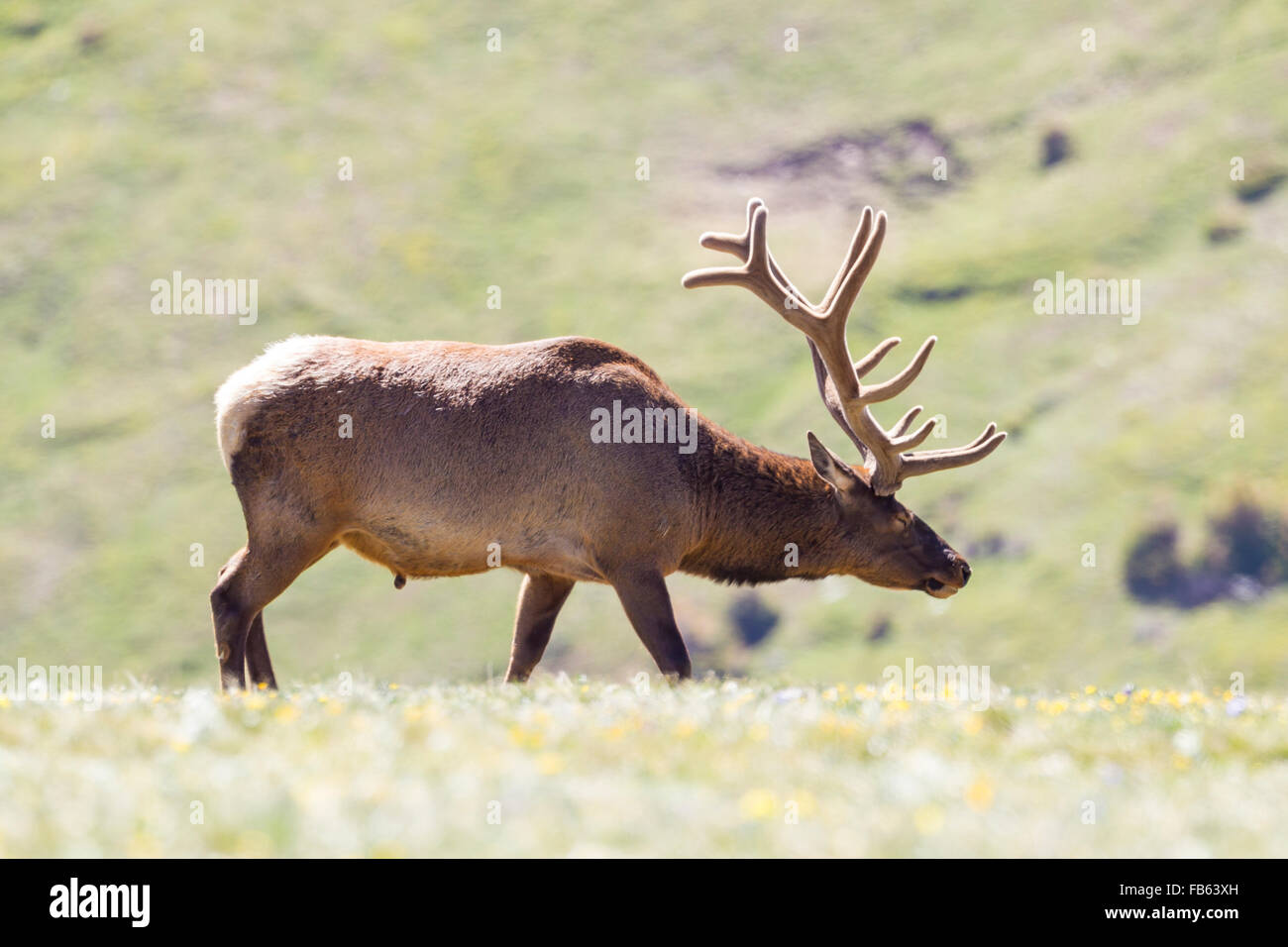 Elk pastan en las Montañas Rocallosas de Colorado Foto de stock