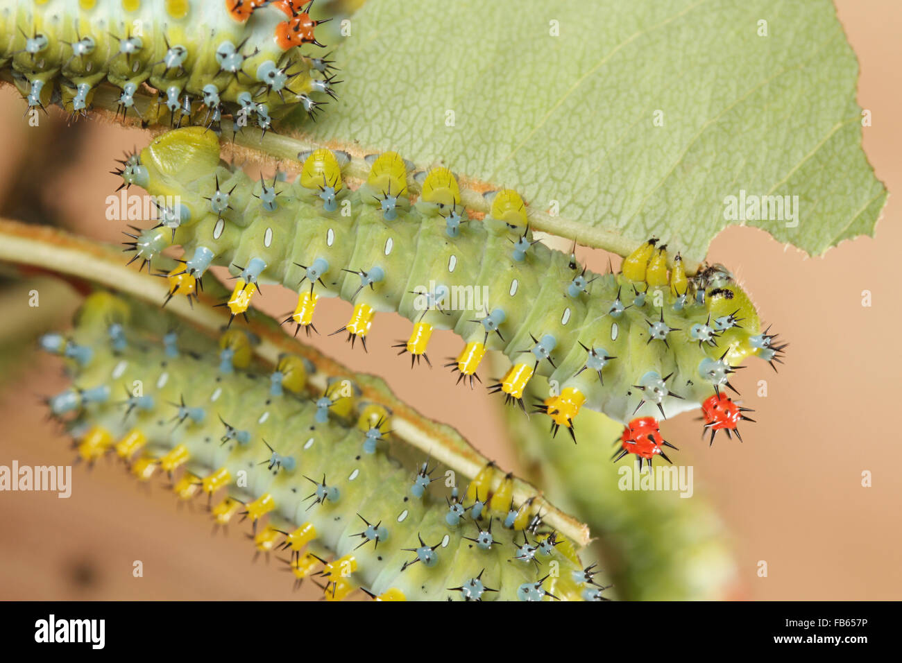 Cuarto estadio larvario, las orugas de la polilla de cecropia, Hyalophora cecropia Foto de stock