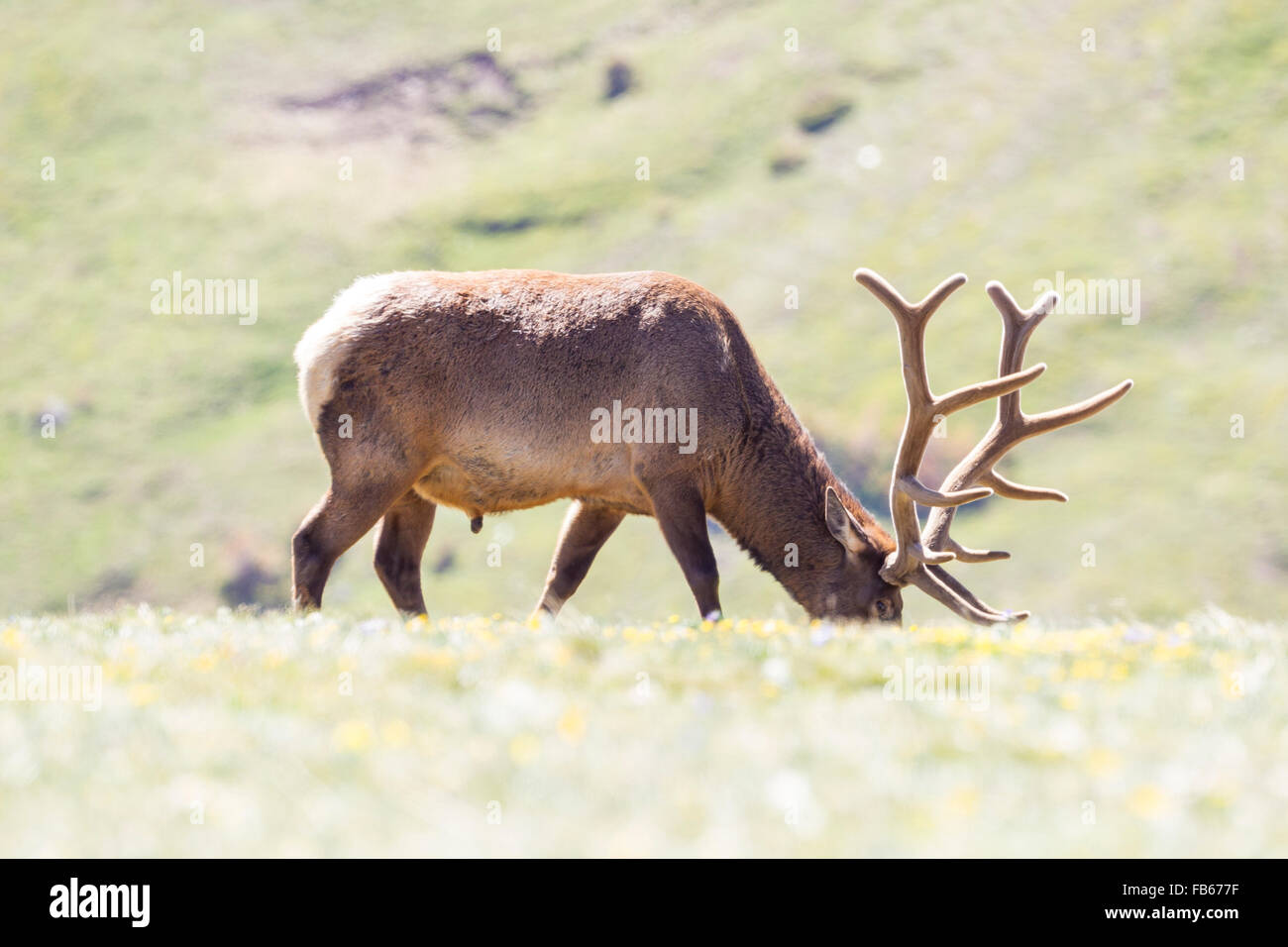 Elk pastan en las Montañas Rocallosas de Colorado Foto de stock