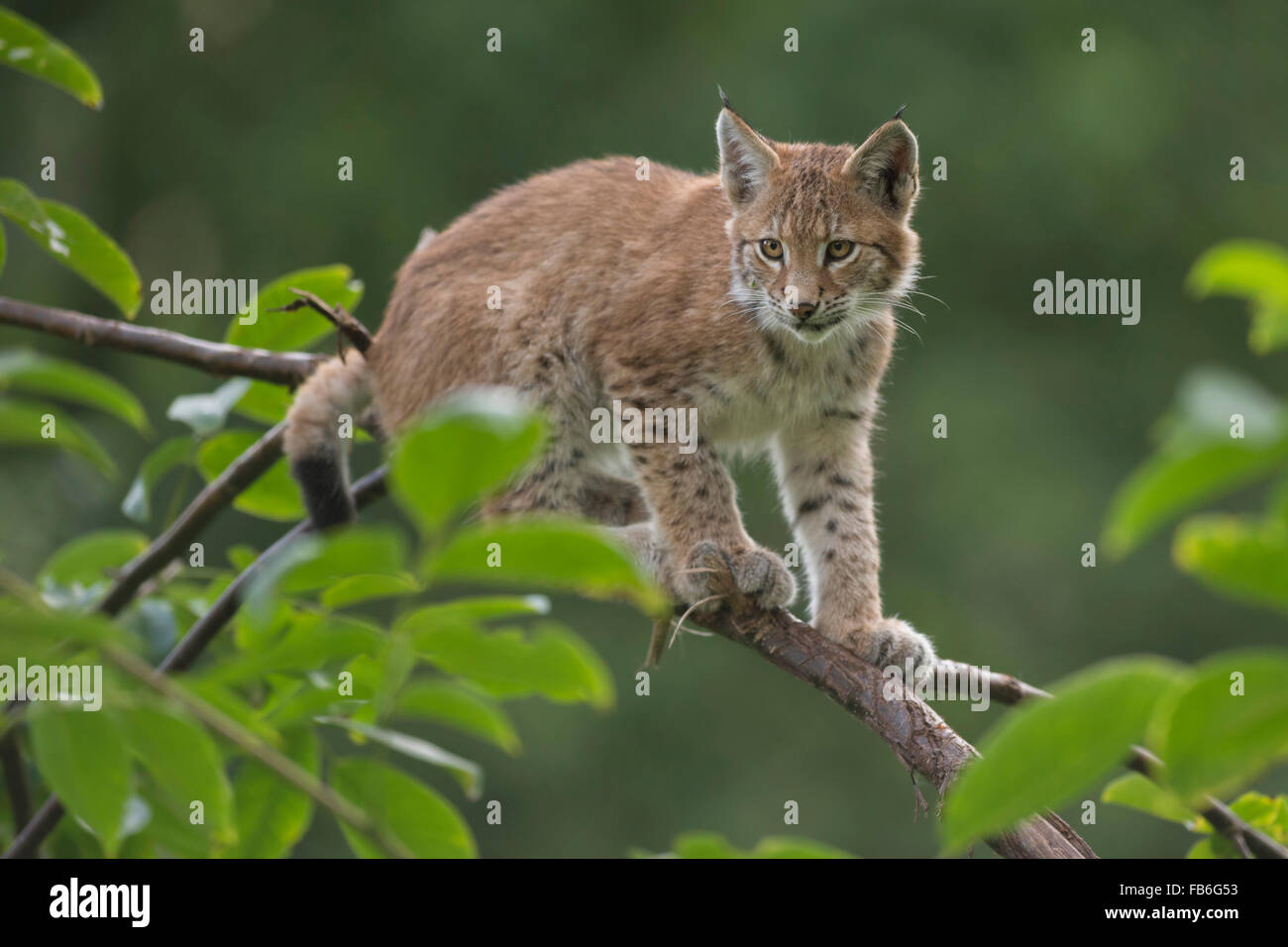 Lindo cachorro de lince euroasiático / Eurasischer Luchs ( Lynx lynx ) se asienta en una rama delgada, mira concentrado. Foto de stock