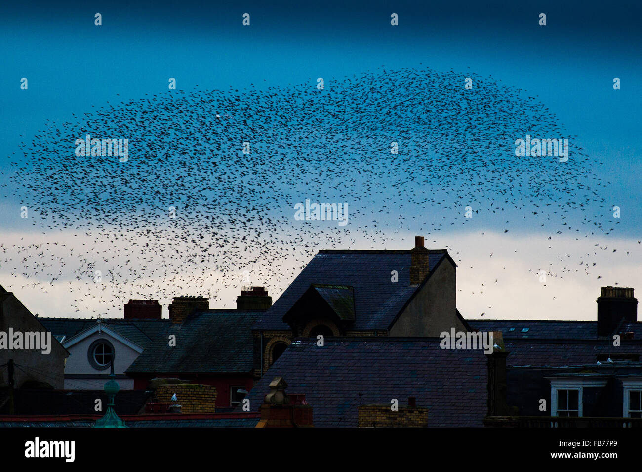 Gales Aberystwyth, REINO UNIDO Lunes 11 de enero de 2016, una Bandada de estorninos realizar espectaculares exhibiciones en el aire por encima de Aberystwyth al atardecer en un frío día de enero. Cada noche entre octubre y marzo, decenas de miles de pájaros vuelan en grandes 'murmurations; en el cielo de la ciudad antes de establecerse para posarse para pasar la noche en las piernas de hierro fundido de la victoriana seaside pier. Aberystwyth es uno de sólo un puñado de urban starling se posa en el Reino Unido. Aunque abundante en Aberystwyth, el estornino está en la RSPB las 'red' de la lista de especies en peligro de extinción en el Reino Unido el crédito de la foto: Keith Morris / Alamy Liv Foto de stock