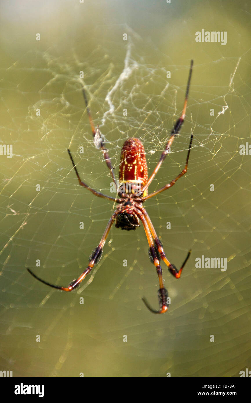 Cerca de un colorido araña bananera norteamericana en su web cuya picadura es bastante inofensivo para los seres humanos Foto de stock