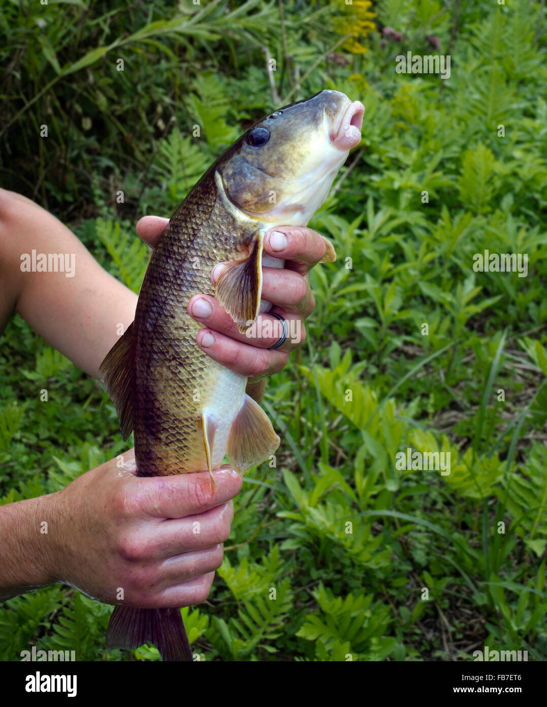 Dos machos adultos de manos sosteniendo un sucker fish Foto de stock