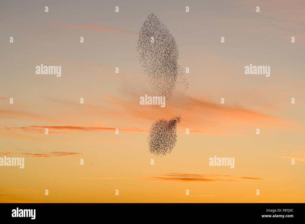Rebaño estornino (Sturnus vulgaris) en la puesta de sol, con el halcón peregrino (Falco peregrinus) volando junto al rebaño, la agrupación en el s Foto de stock