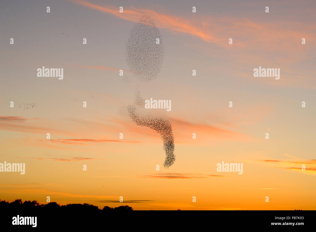 Rebaño estornino (Sturnus vulgaris) al atardecer, con aguiluchos laguneros y Halcón Peregrino volar debajo de la grey Foto de stock