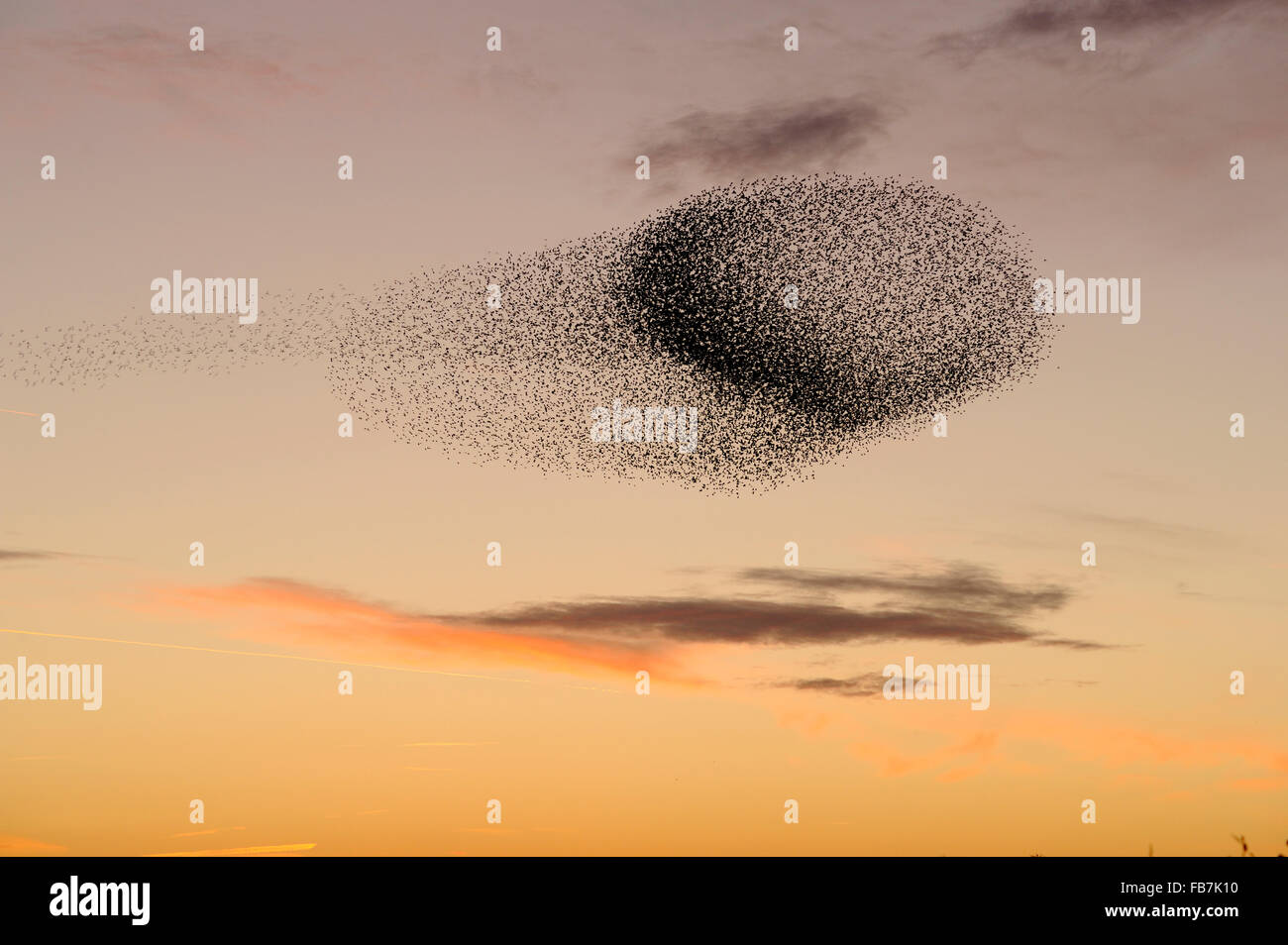 Rebaño estornino (Sturnus vulgaris) en Sunset, la agrupación en el cielo causada por la presencia de predadores, con puesta del sol rosa colores, RSPB. Foto de stock