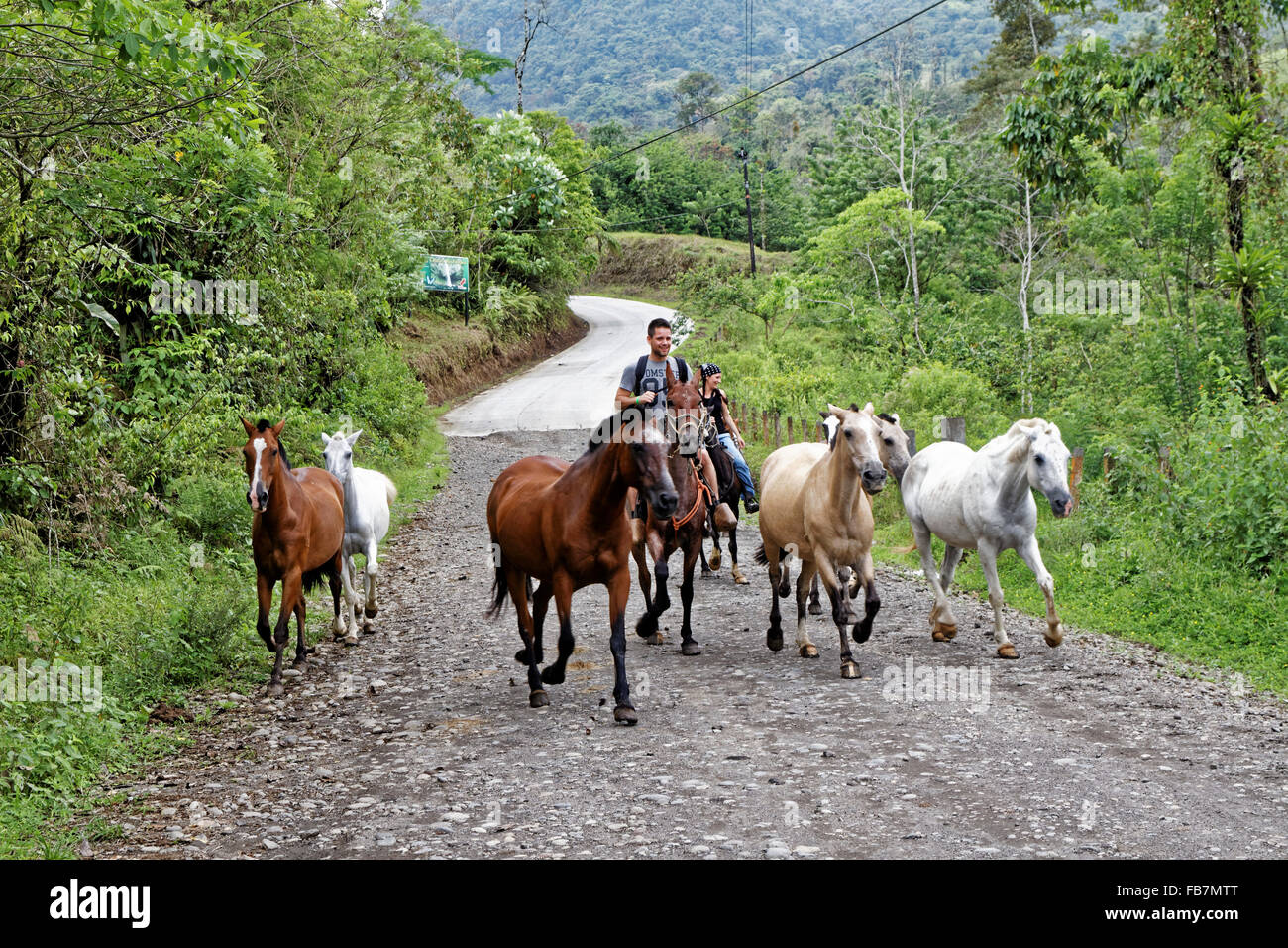 Los lugareños manada de caballos a lo largo de una ruta en el Parque Nacional Volcán Arenal, en Costa Rica. Photo by Trevor Collens. Foto de stock