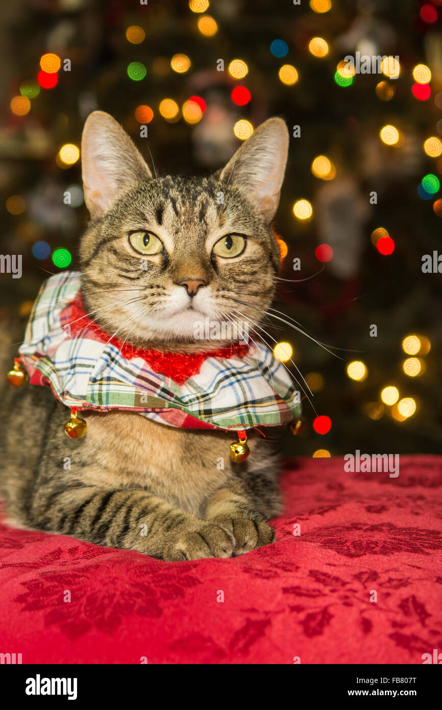 Campanas de Navidad, campanas de gato, cascabeles pequeños, campanas de  Navidad festivas, campanas de gato rojo, cascabeles de oro, decoraciones  navideñas del Reino Unido, -  México
