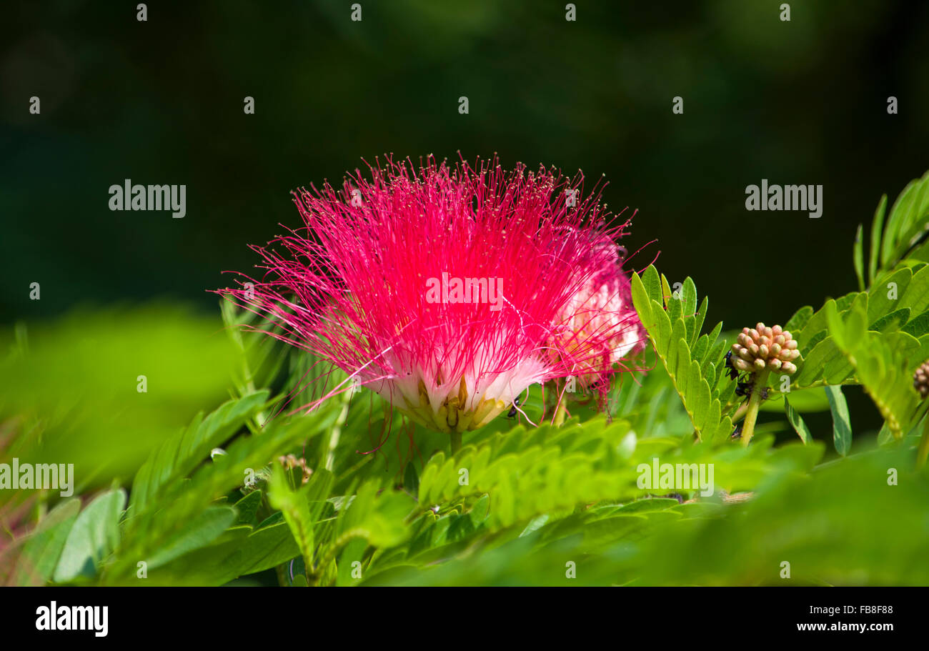 Flores exóticas fotografías e imágenes de alta resolución - Alamy