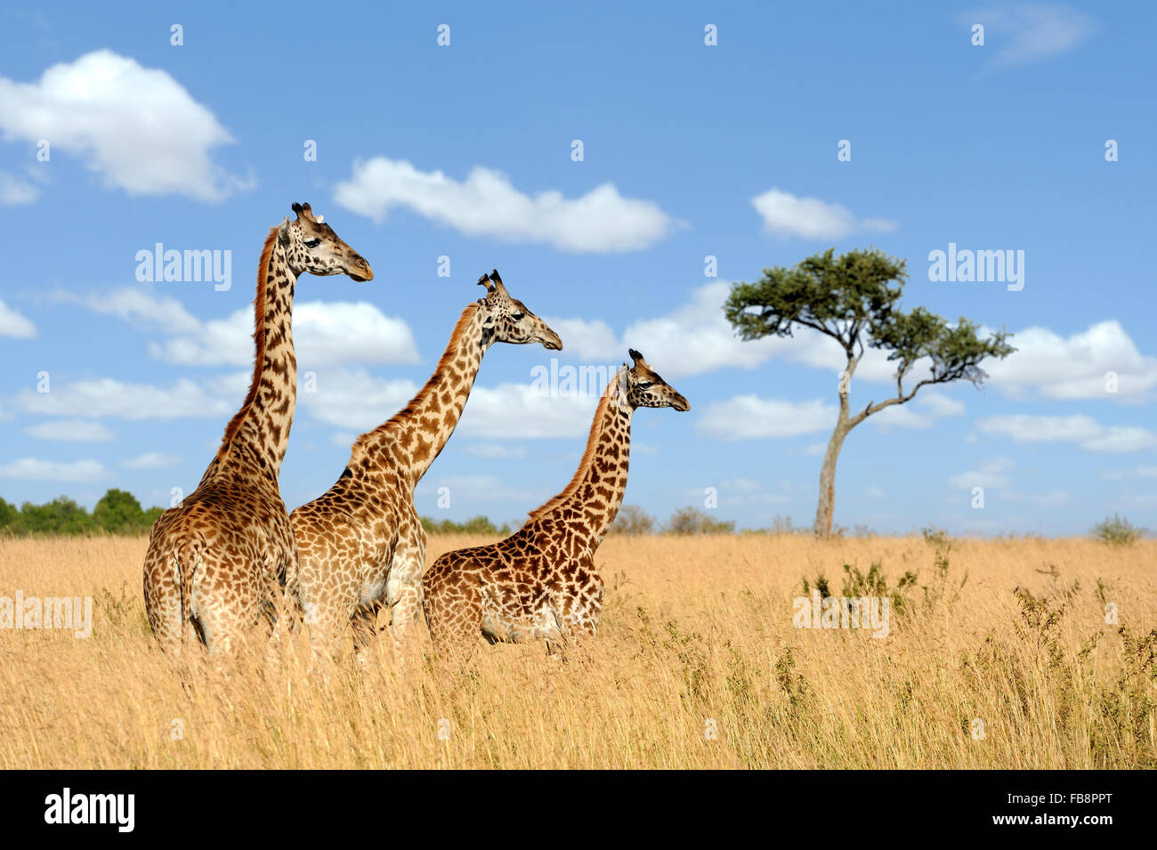 Grupo jirafa en el parque nacional de Kenya, Africa. Foto de stock