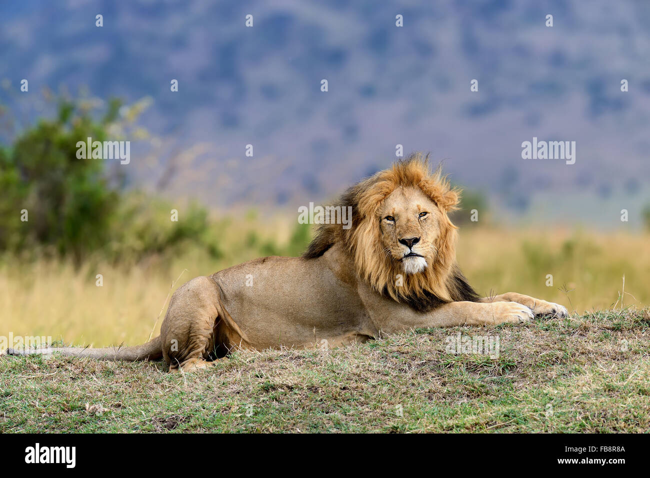 Cerrar león en el parque nacional de Kenya, Africa. Foto de stock