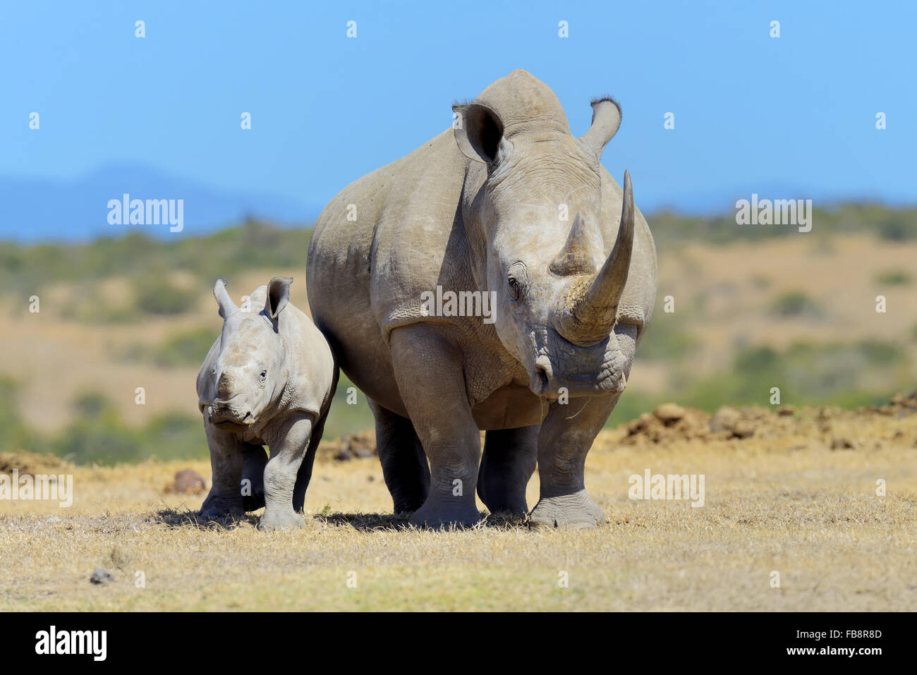 El rinoceronte blanco africano, parque nacional de Kenya, Africa. Foto de stock