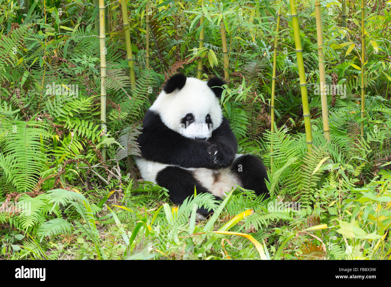 Dos años entre los jóvenes el panda gigante (Ailuropoda melanoleuca), China y el Centro de Investigación de la conservación de los Pandas Gigantes, Chengdu, Foto de stock