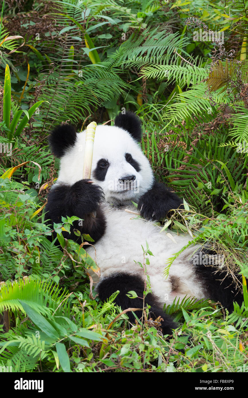 Dos años entre los jóvenes el panda gigante (Ailuropoda melanoleuca), China y el Centro de Investigación de la conservación de los Pandas Gigantes, Chengdu, Foto de stock