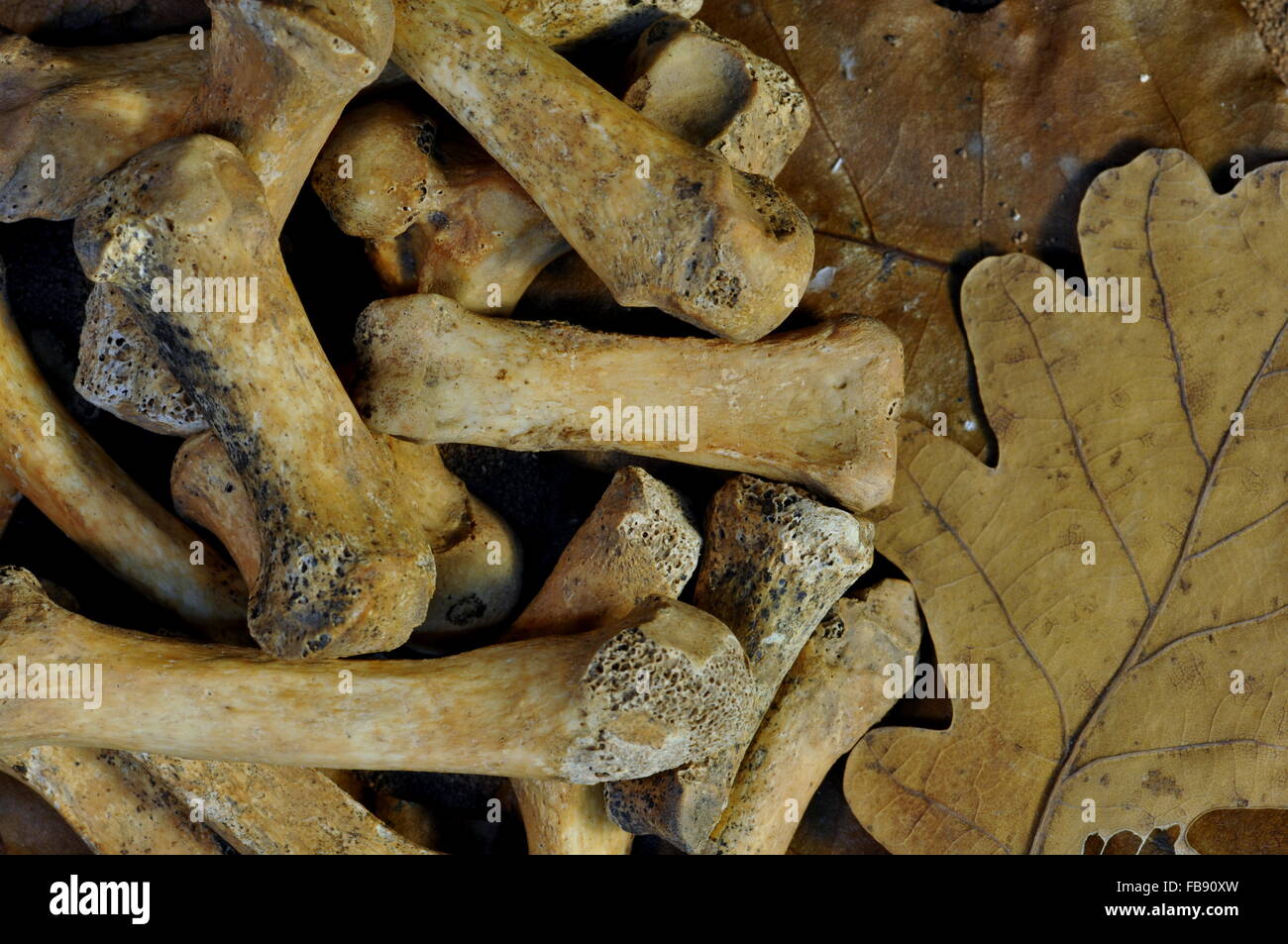 Los huesos del esqueleto humano Foto de stock