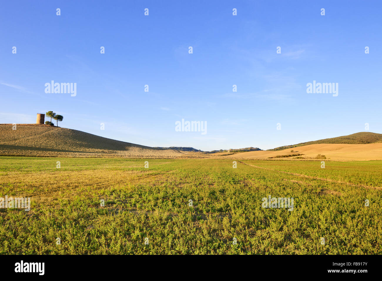 La Maremma toscana, paisaje típico paisaje con colinas, árboles y torre rural. Foto de stock